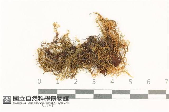 粗齒雉尾蘚藏品圖，第1張