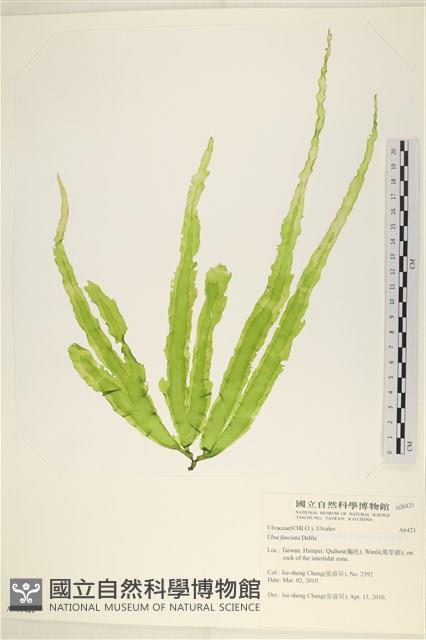 長片石蓴, 裂片石蓴藏品圖，第1張