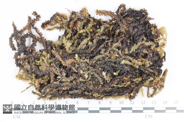 大灰氣蘚藏品圖，第1張