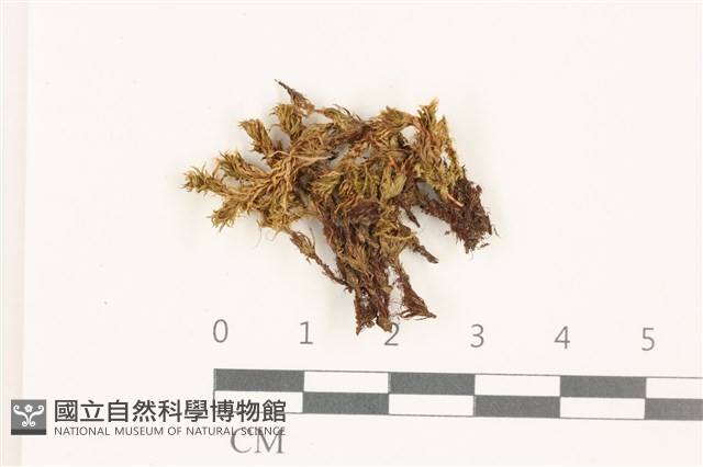 那霸短月蘚藏品圖，第1張