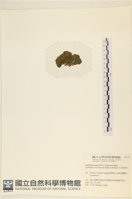 伸展剛毛藻藏品圖，第3張