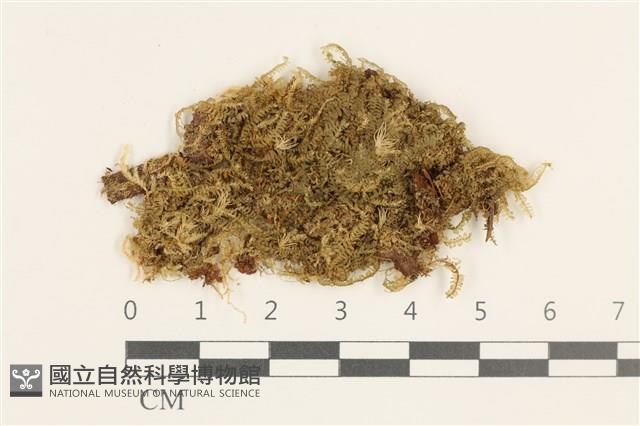 登錄號:B00019721藏品圖，第1張