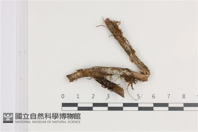 登錄號:B00004721藏品圖，第1張