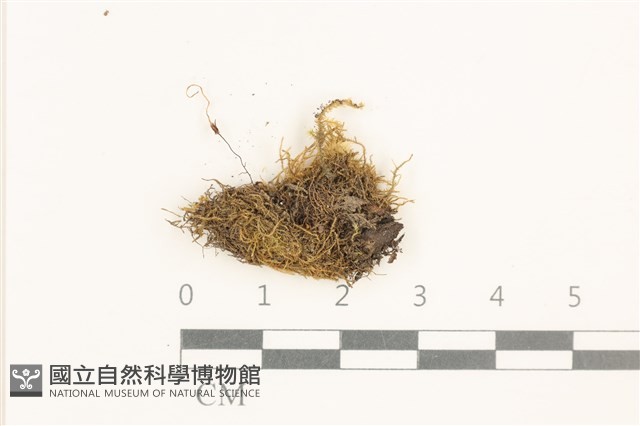 黃葉細濕蘚藏品圖，第1張