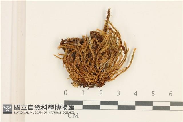 登錄號:B00013721藏品圖，第1張