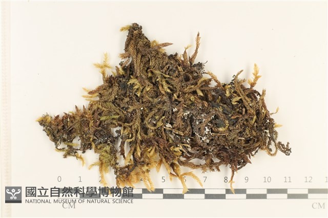登錄號:B00003721藏品圖，第1張