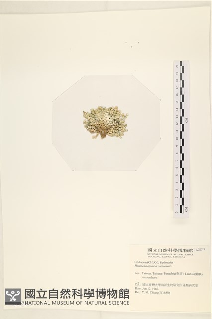 仙掌藻, 海仙人掌藏品圖，第3張