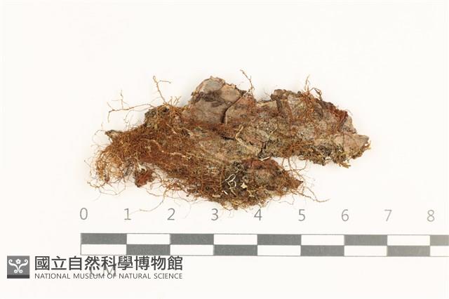 登錄號:B00019671藏品圖，第1張
