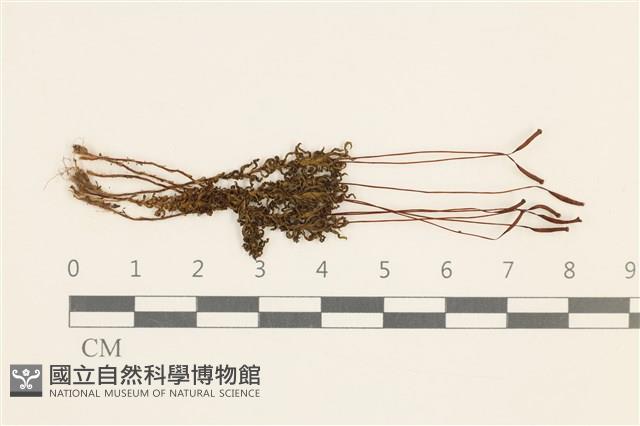 登錄號:B00016671藏品圖，第1張