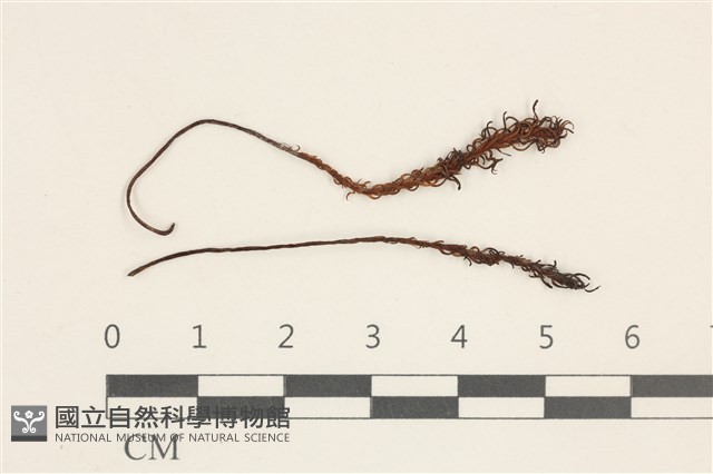 卷葉仙鶴蘚藏品圖，第1張