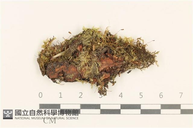 東亞小錦蘚藏品圖，第1張