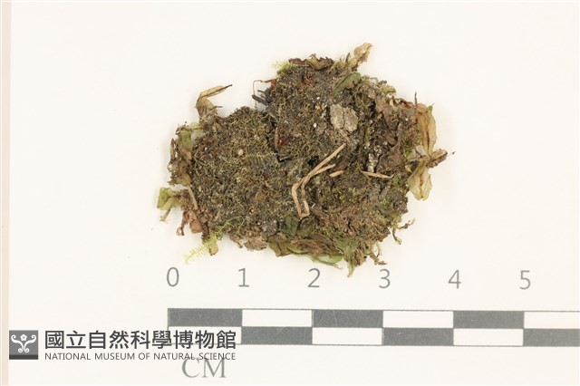 雙齒護蒴苔藏品圖，第1張
