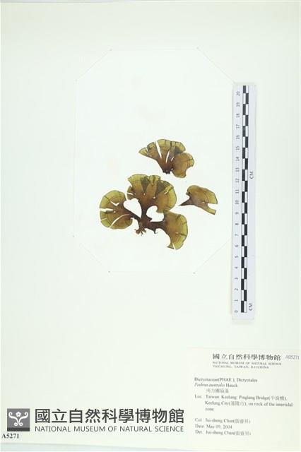 南方團扇藻藏品圖，第1張