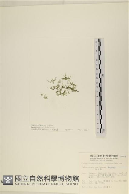 指枝藻藏品圖，第3張