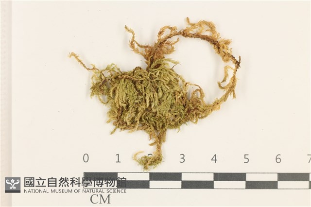 登錄號:B00009571藏品圖，第1張