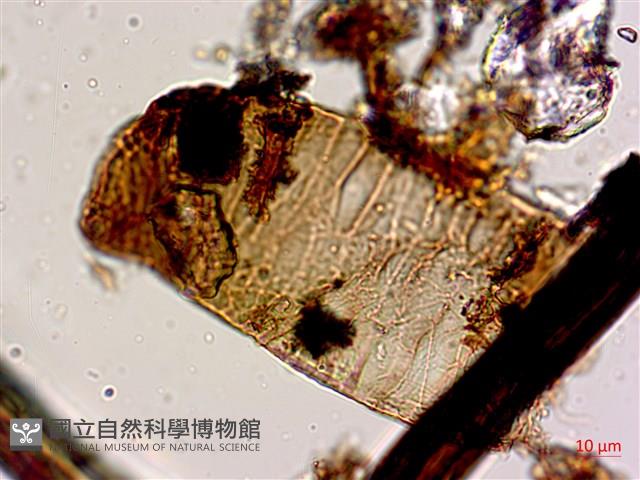 登錄號:A00004571藏品圖，第3張
