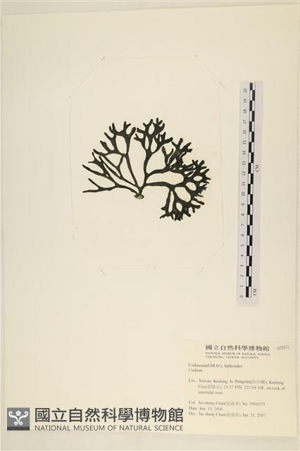 登錄號:A00005571藏品圖，第3張