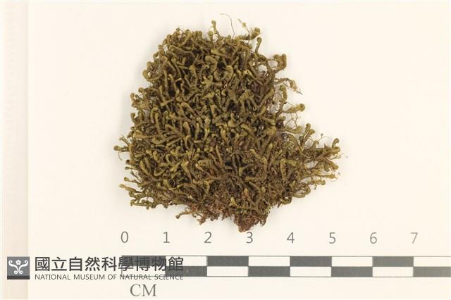 登錄號:B00020571藏品圖，第1張