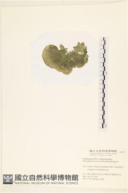 網球藻藏品圖，第3張