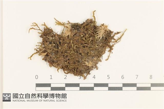 登錄號:B00019471藏品圖，第1張