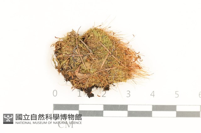 登錄號:B00014471藏品圖，第1張