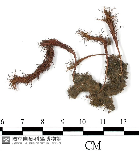 登錄號:B00004471藏品圖，第1張