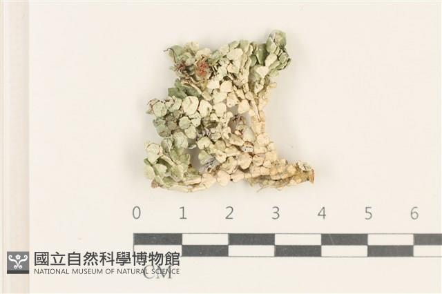 盤狀仙掌藻藏品圖，第1張