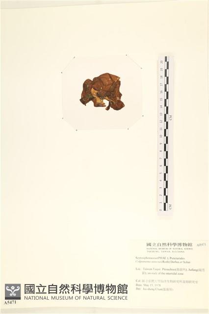 袋苔, 囊藻藏品圖，第3張