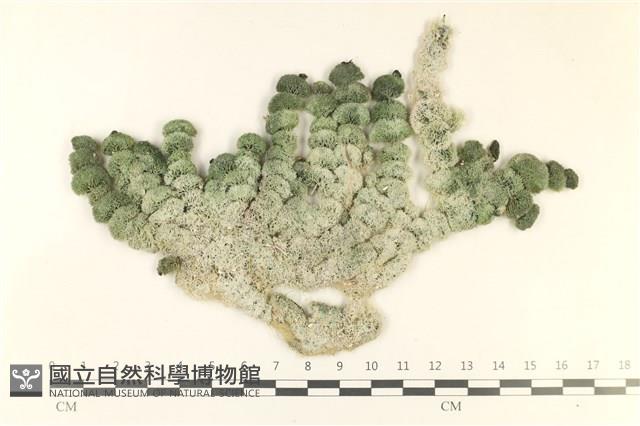 瘤枝藻藏品圖，第1張