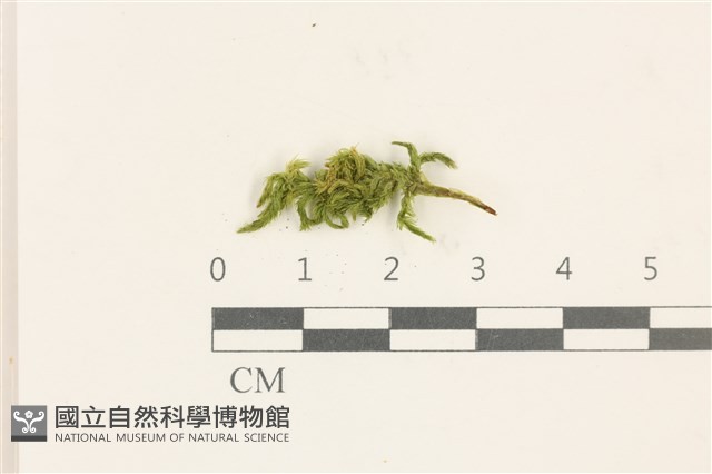 登錄號:B00013471藏品圖，第1張