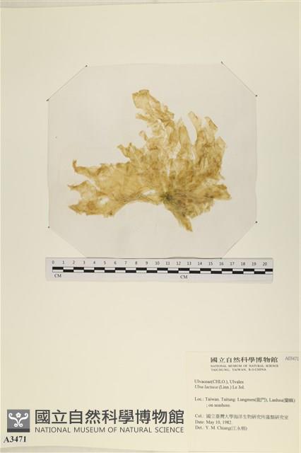 大石蓴, 石蓴藏品圖，第1張