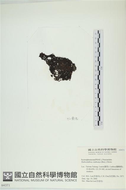 網胰藻藏品圖，第3張