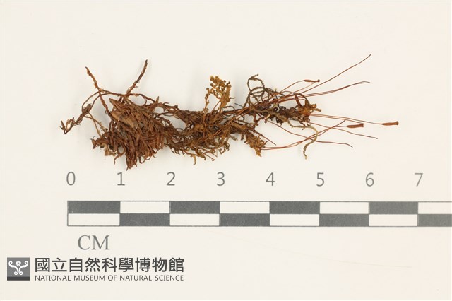 仙鶴蘚藏品圖，第1張