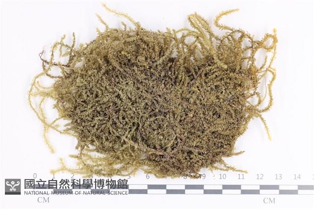 登錄號:B00002771藏品圖，第1張