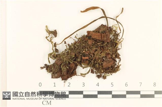 登錄號:B00019771藏品圖，第1張