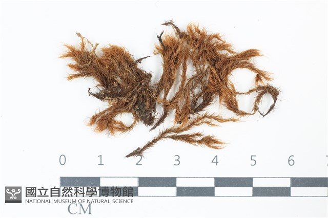 青毛苔藏品圖，第1張