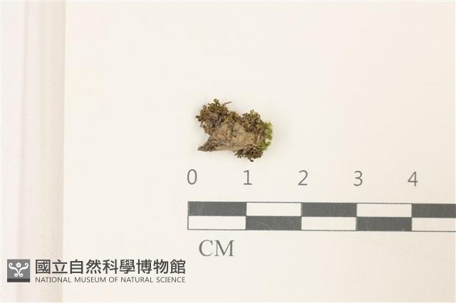 小仙鶴蘚藏品圖，第1張