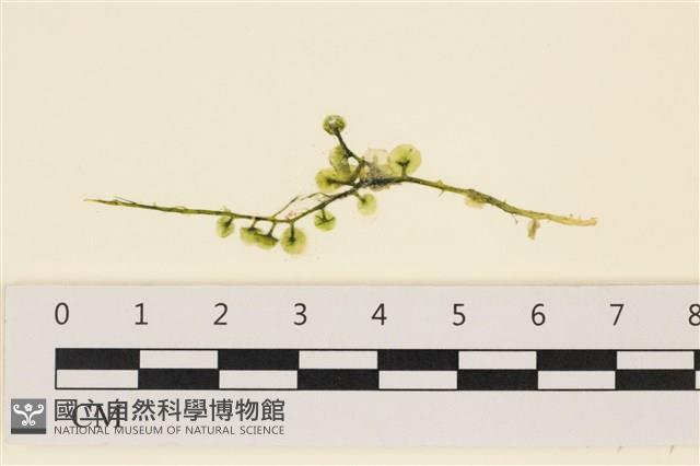 登錄號:A00005771藏品圖，第1張