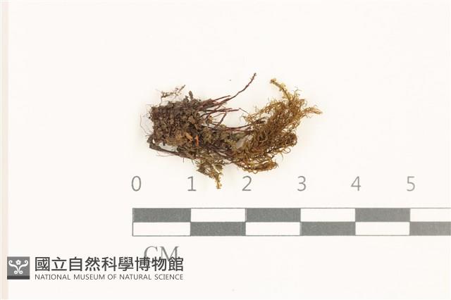 登錄號:B00019611藏品圖，第1張