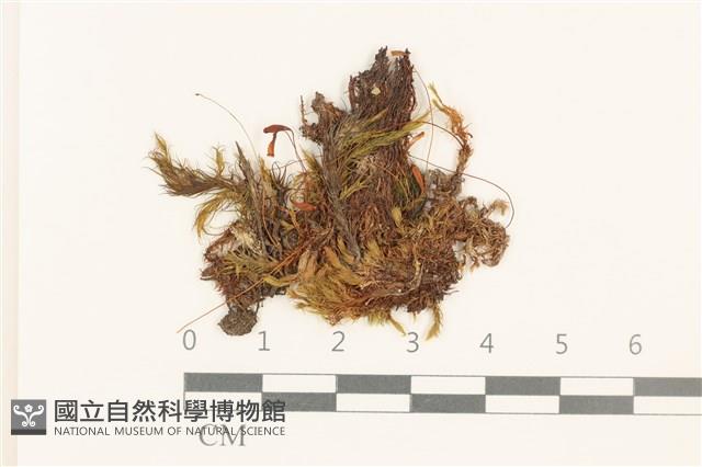 高山真蘚藏品圖，第1張