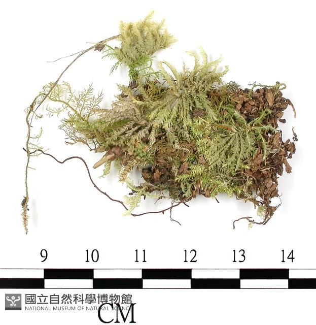 登錄號:B00016611藏品圖，第1張