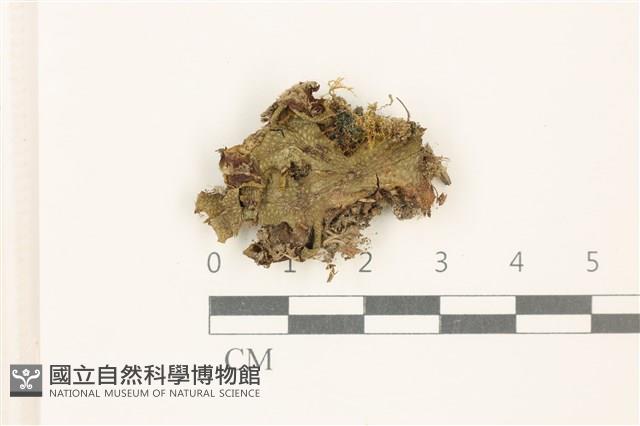 蛇苔藏品圖，第1張