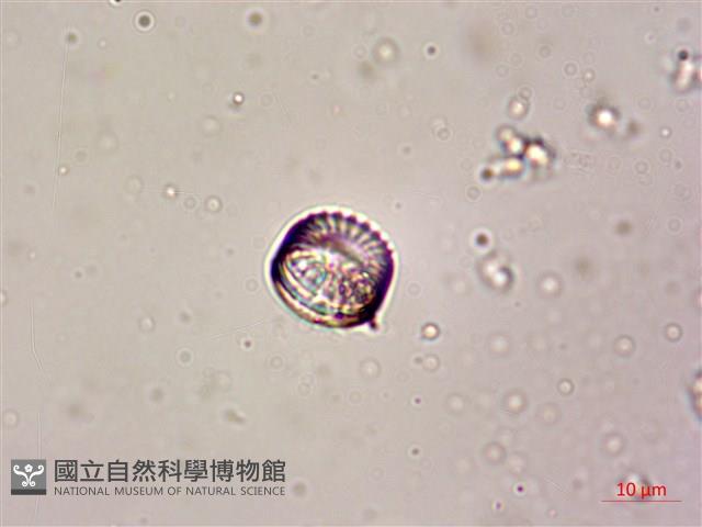 登錄號:A00004611藏品圖，第4張