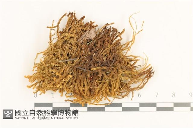 齒邊廣萼苔藏品圖，第1張