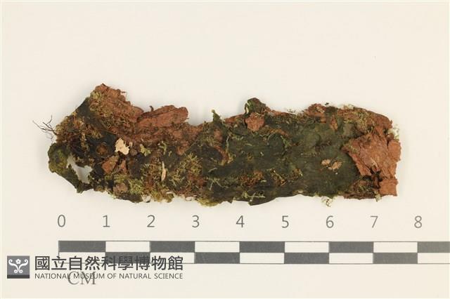 登錄號:B00003611藏品圖，第1張