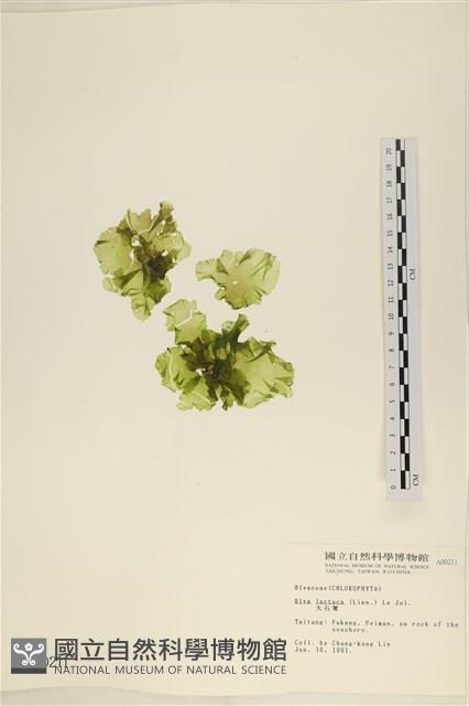 大石蓴, 石蓴藏品圖，第1張