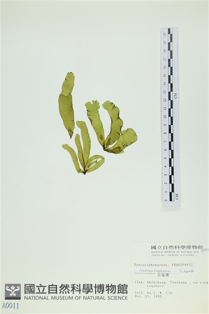 葉苔, 小海帶藏品圖，第3張