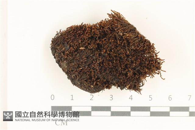 登錄號:B00019111藏品圖，第1張