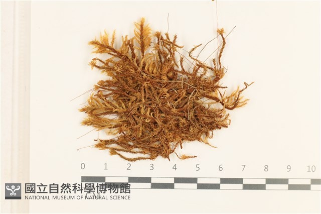 登錄號:B00015111藏品圖，第1張