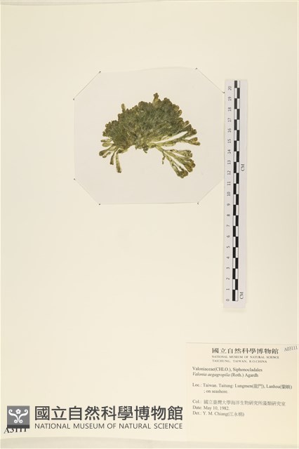 法囊藻藏品圖，第3張